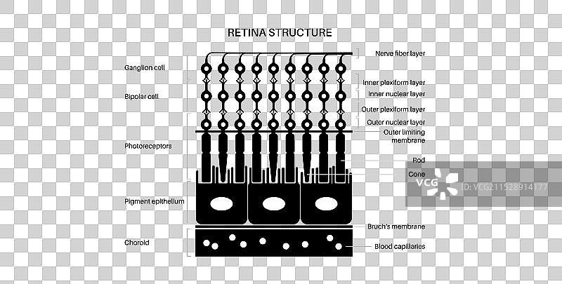 视网膜结构海报图片素材