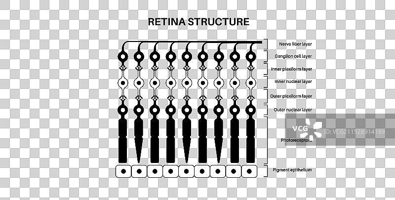 视网膜结构海报图片素材