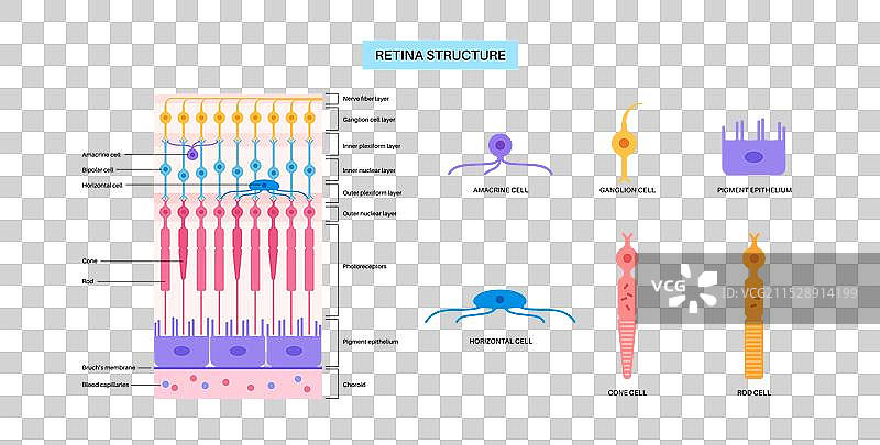 视网膜结构海报图片素材