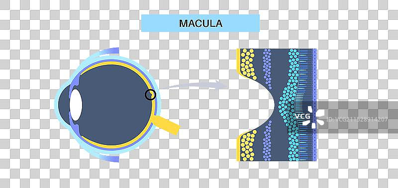 黄斑、中央凹和小中央凹图片素材