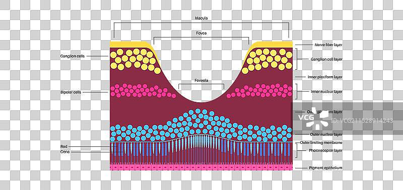黄斑、中心凹和小中心凹图片素材