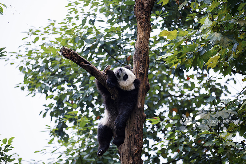 大熊猫图片素材