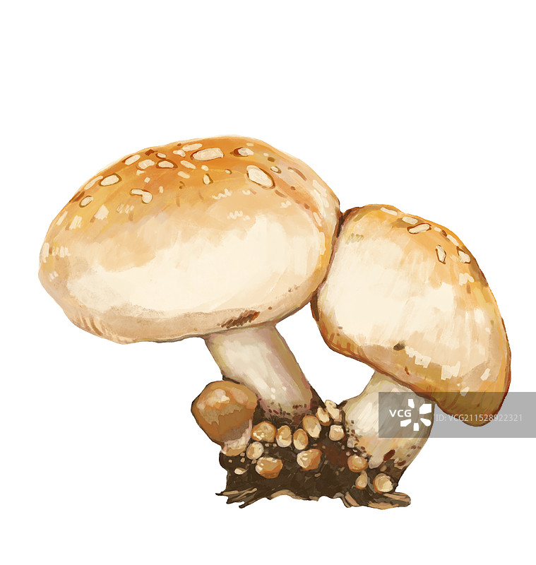 双孢蘑菇图片素材