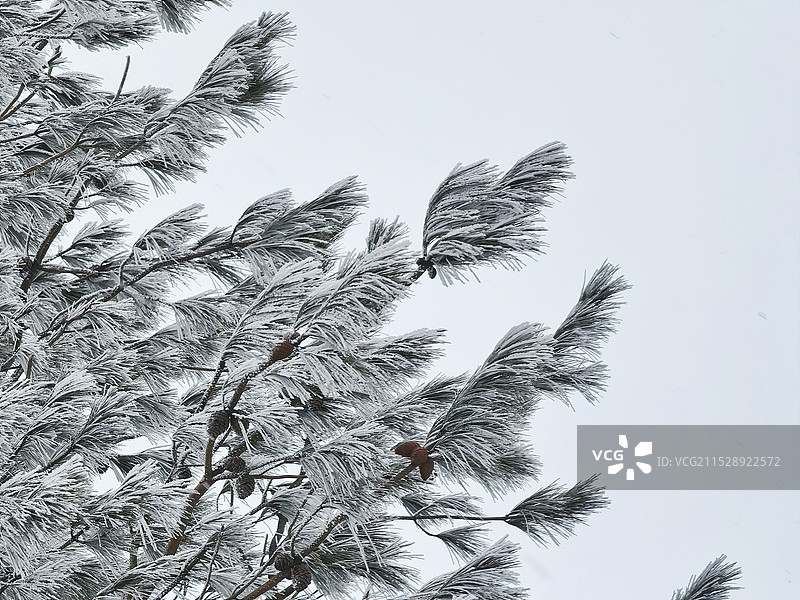 雪后的树木图片素材