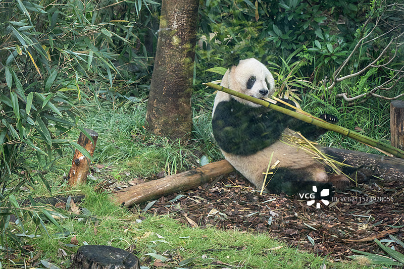 四川大熊猫图片素材