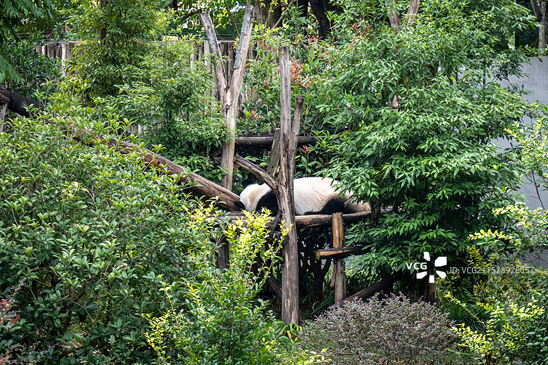 四川大熊猫图片素材