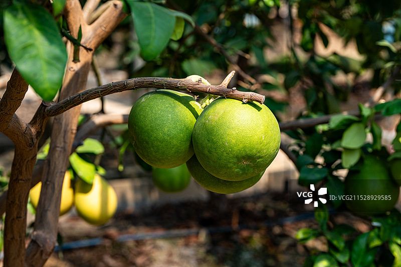 阳光下挂果的三红蜜柚树图片素材