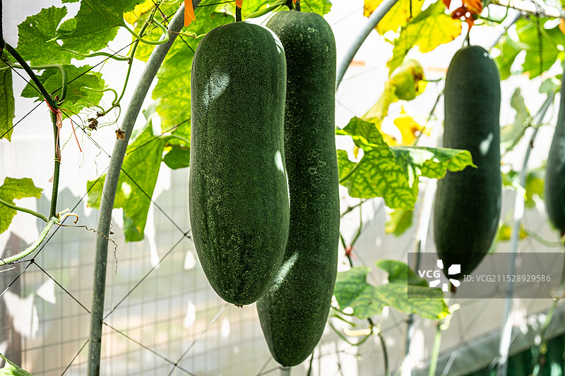 爬藤架下的成熟的大冬瓜图片素材