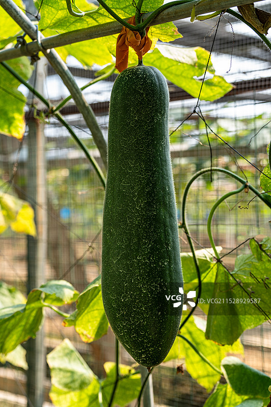 爬藤架下的成熟的大冬瓜图片素材