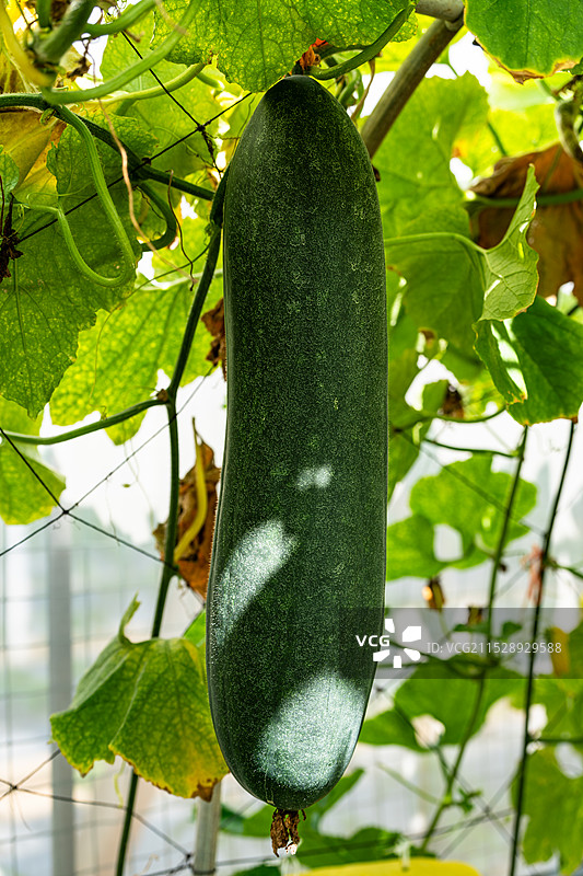 爬藤架下的成熟的大冬瓜图片素材