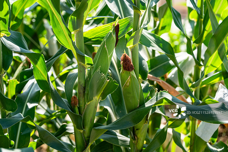 玉米秆上成熟的玉米图片素材