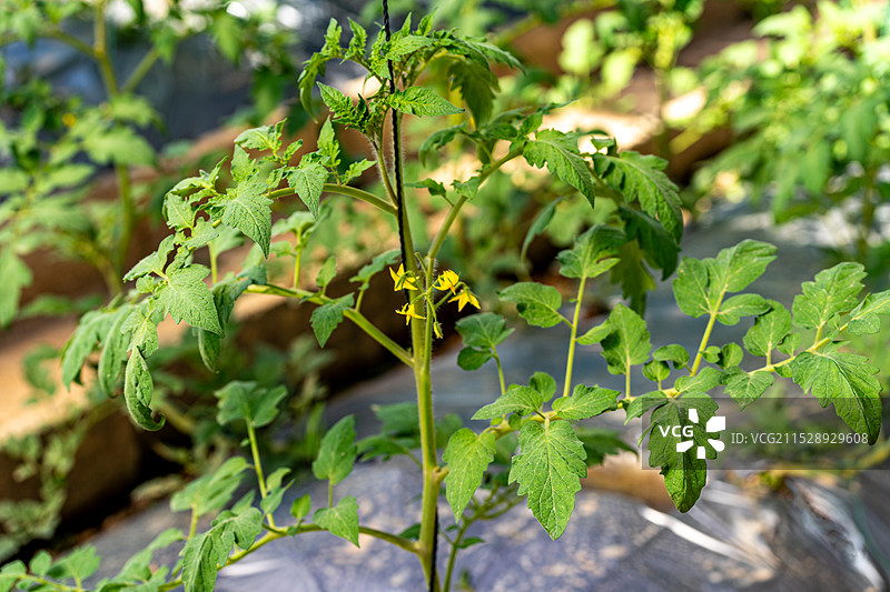 大棚内开花的番茄苗图片素材