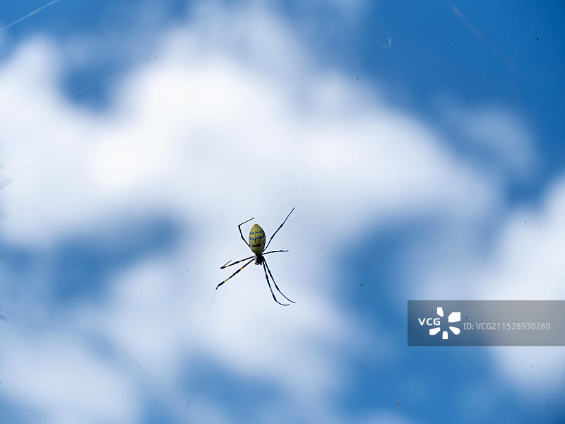 结网的蜘蛛图片素材