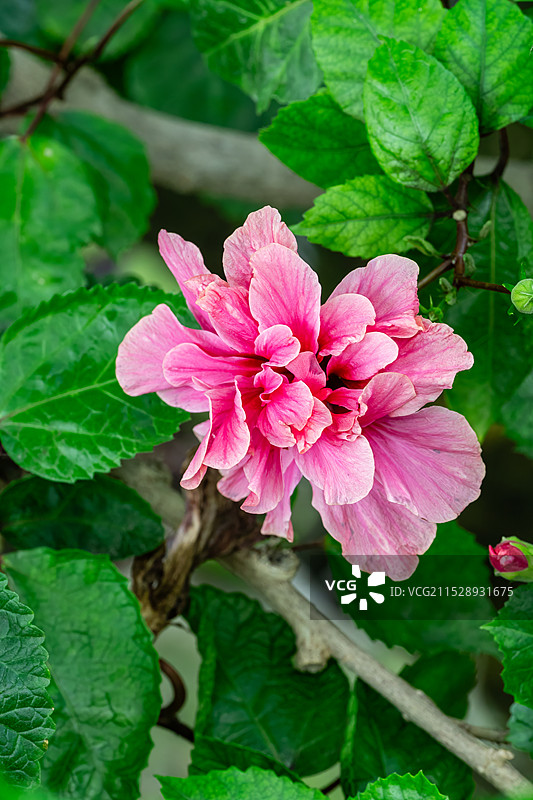 上海辰山植物园朱槿微距特写图片素材