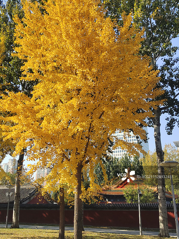 北京秋天 北顶娘娘庙旁边的银杏树图片素材