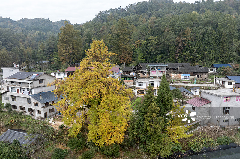 鄂渝边界湖北利川忠路镇窦家山古银杏秋色图片素材