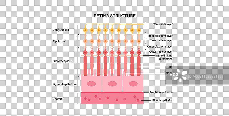 视网膜结构海报图片素材