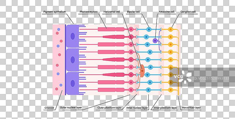 视网膜结构海报图片素材