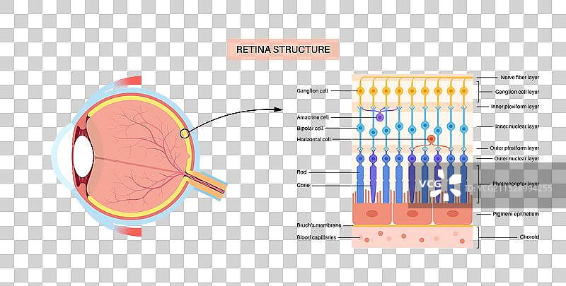 视网膜结构海报图片素材