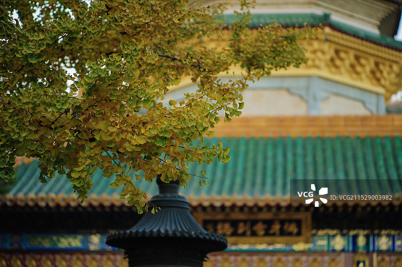 北京八大处灵光寺的舍利塔与银杏树图片素材