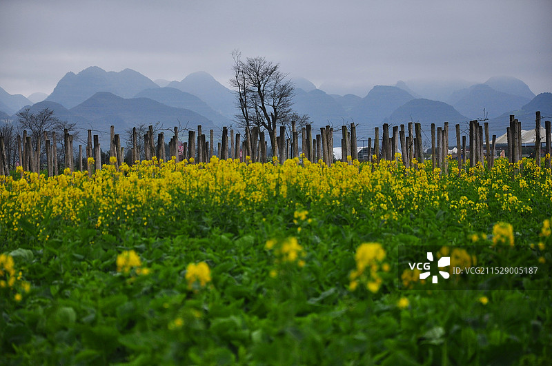 春天烟雨罗平油菜花盛开一片金黄图片素材