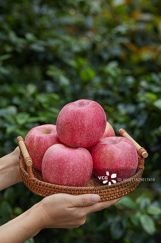 红富士苹果 红富士 红苹果 烟台苹果 烟台红富士 条纹红富士苹果 山东红苹果图片素材