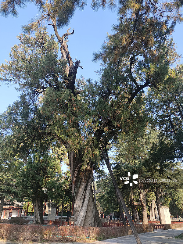 延安黄帝陵轩辕庙古柏图片素材