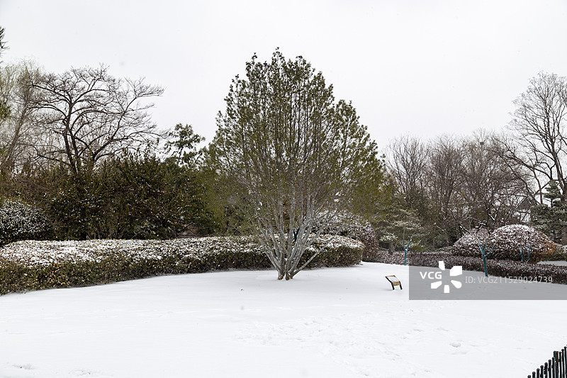 雪地上的树木图片素材