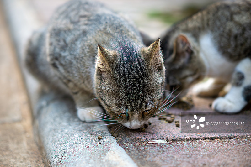 吃猫粮的猫咪图片素材