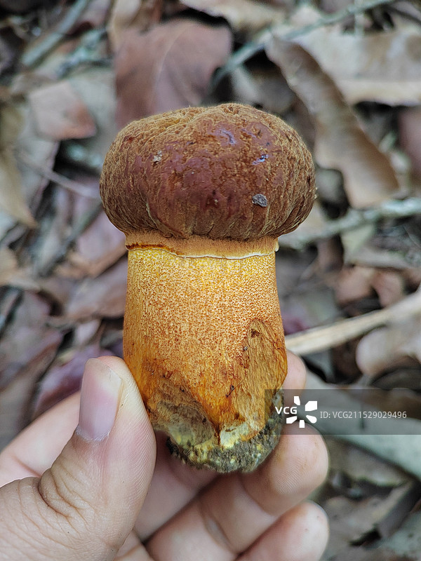 黄癞头图片素材