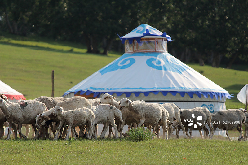 乌兰布统，蒙古包前的羊群图片素材