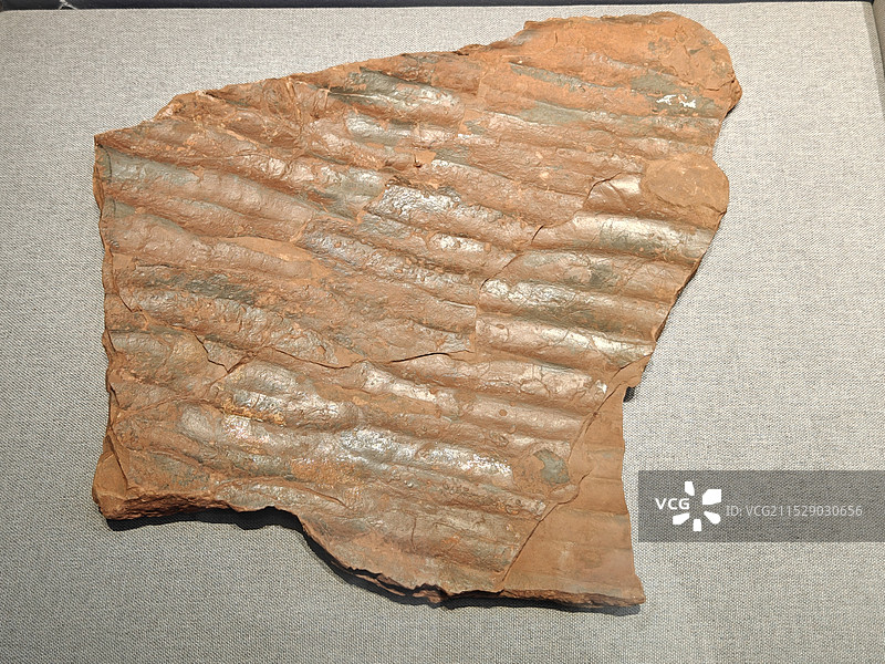 晚白垩世的波痕粉砂岩，拍摄于浙江地质博物馆图片素材