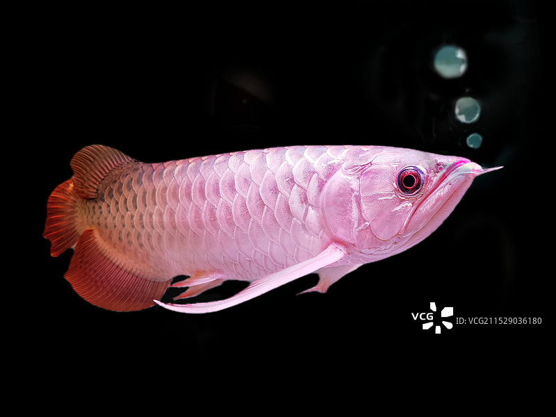 白龙鱼。图片素材