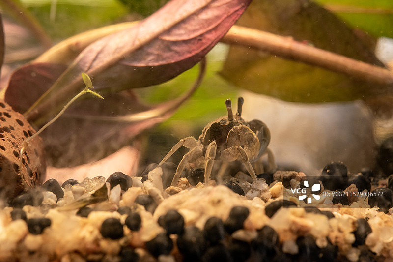 小螃蟹图片素材