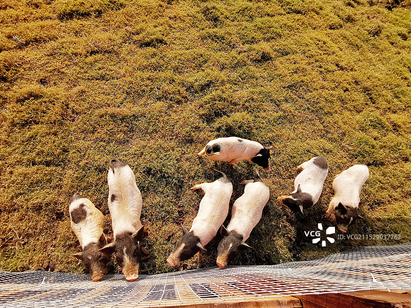 农场围栏里的小猪图片素材