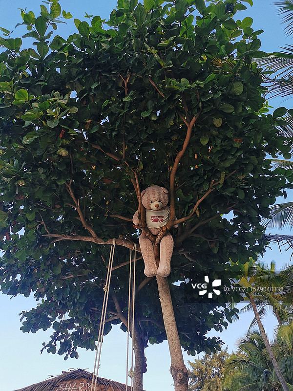 树上的熊玩偶图片素材