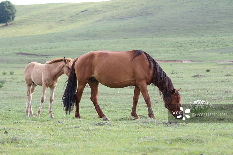 乌兰布统，草原上小马和妈妈的特写图片素材