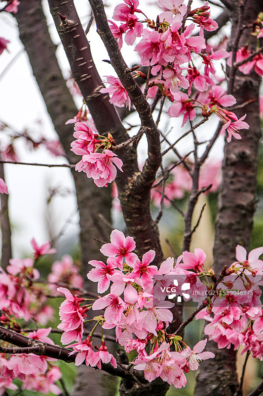 台北阳明山的春天图片素材