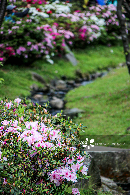 台北阳明山的春天图片素材