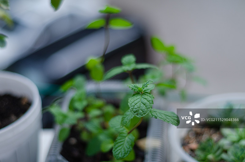 阳台花盆中种植的薄荷图片素材