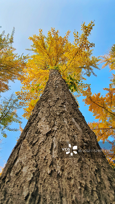 蓝天下的银杏树图片素材