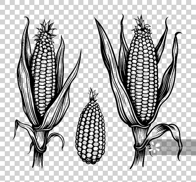 手绘有机玉米的玉米棒图片素材