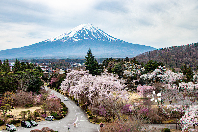 日本樱花：富士山下的樱花图片素材
