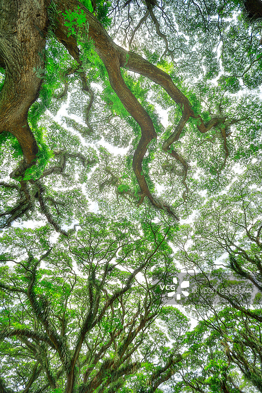 印尼雨林中的树冠羞怯景观图片素材