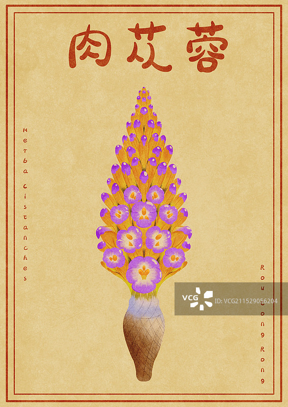 中国文化中医中草药植物肉苁蓉花朵插画图片素材