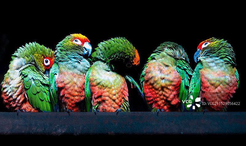 排排坐图片素材