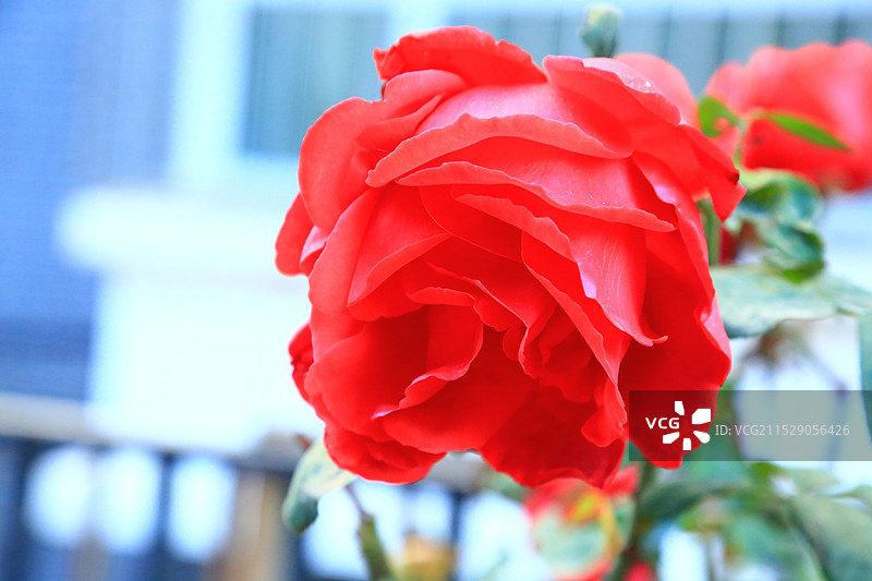 红玫瑰特写镜头图片素材