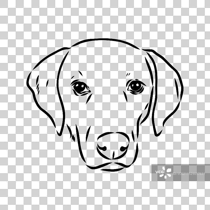 快乐的美国狐狸猎犬在偷看图片素材