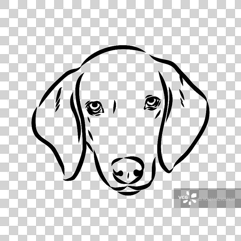 快乐的美国狐狸猎犬在偷看图片素材