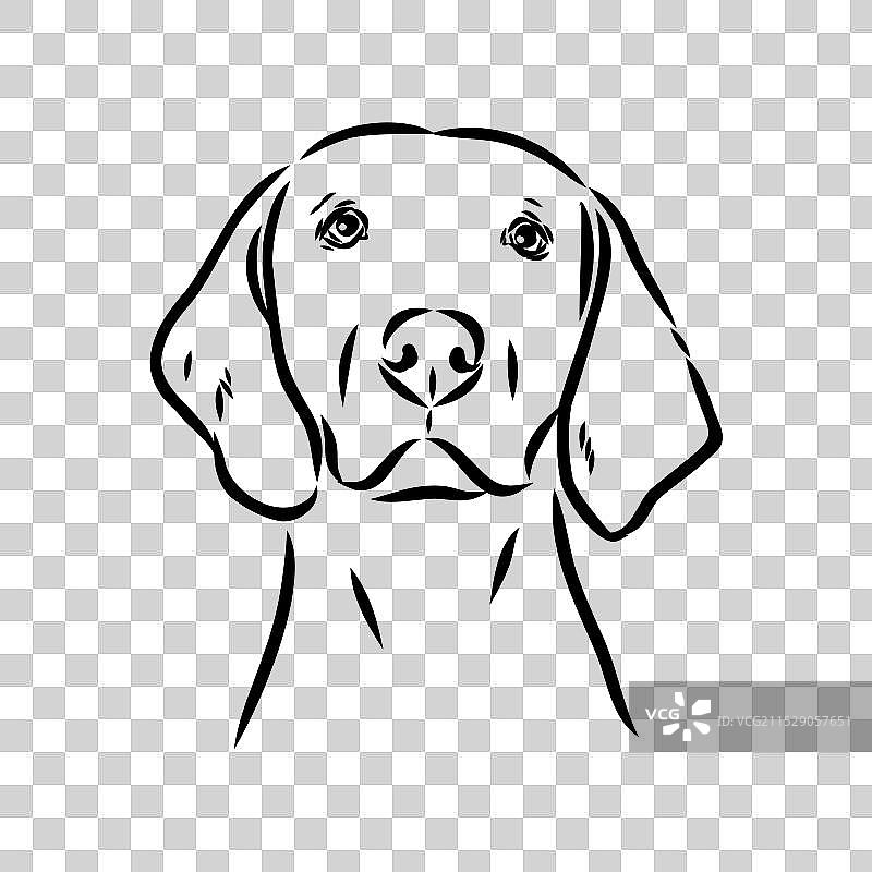 快乐的美国狐狸猎犬在偷看图片素材